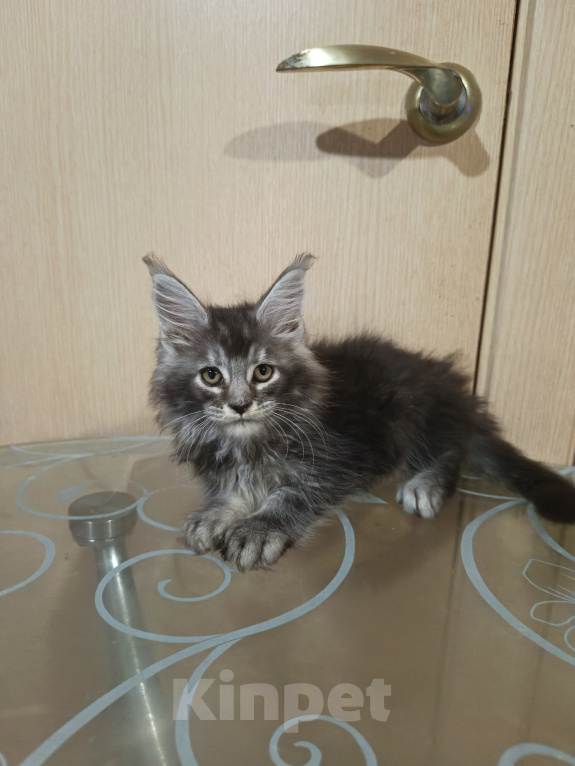 Кошки в других городах Кировской области: Котёнок Мейн кун Космос Мальчик, 80 000 руб. - фото 3
