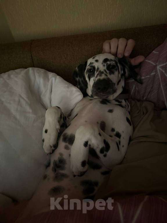 Собаки в Москве: даром Девочка, Бесплатно - фото 2