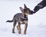 Собаки в Москве: Самая милая девочка в добрые ручки!! Девочка, Бесплатно - фото 3