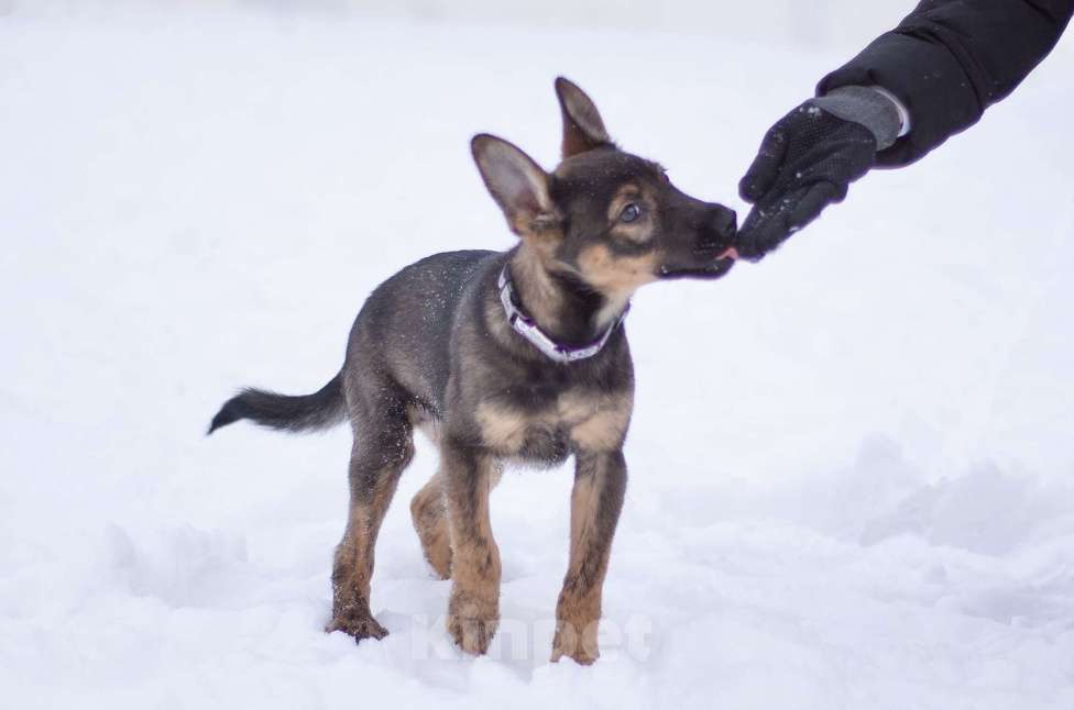 Собаки в Москве: Самая милая девочка в добрые ручки!! Девочка, Бесплатно - фото 3