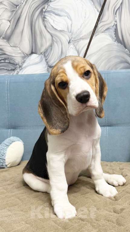 Собаки в Москве: Щенки Бигль Мальчик, 45 000 руб. - фото 1