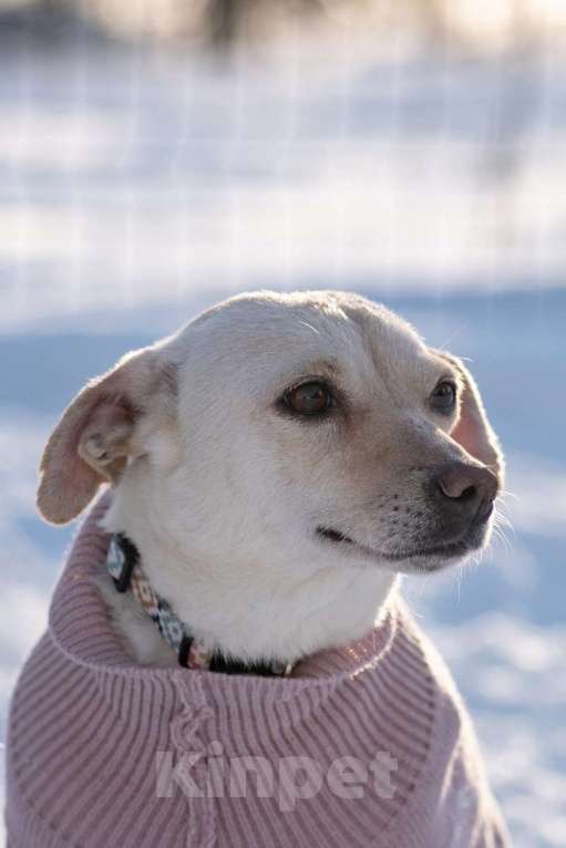 Собаки в Москве: Небольшая собачка Луна ищет дом! Девочка, Бесплатно - фото 4