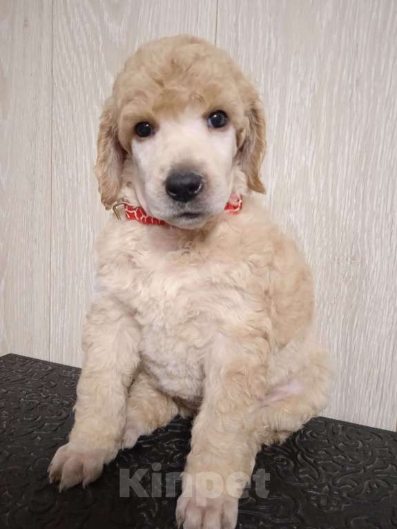 Собаки в Санкт-Петербурге: Пудель королевский рыжий Мальчик, 60 000 руб. - фото 5