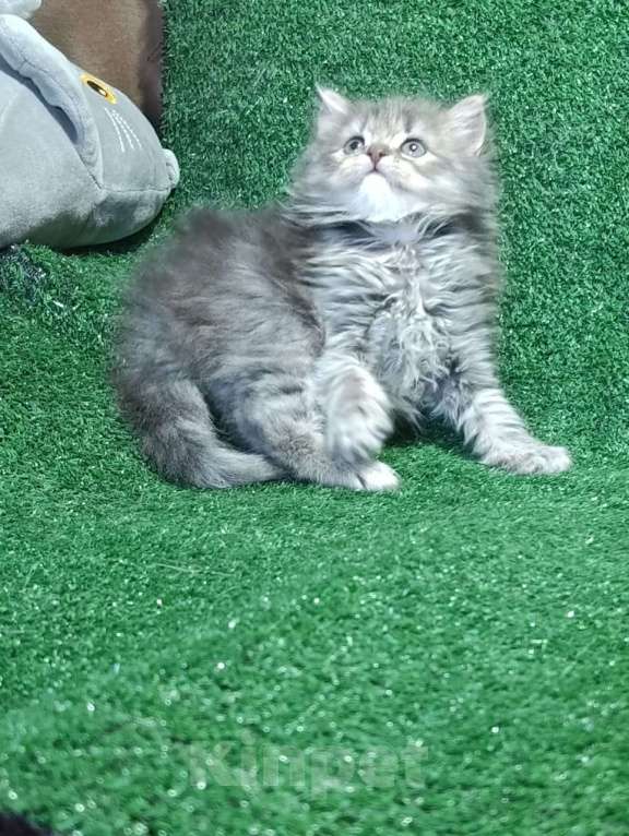 Кошки в Москве: Замечательные шотландские котята Мальчик, Бесплатно - фото 4