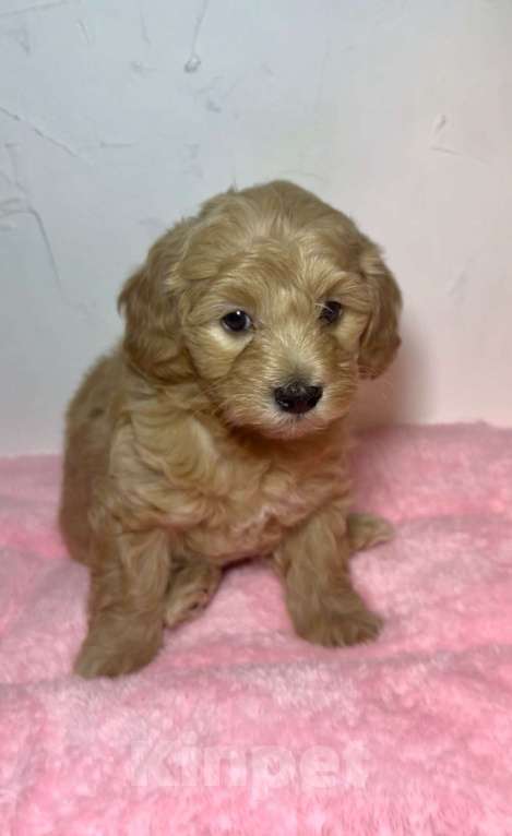 Собаки в Новосибирске: Мальтипу F1 девочка Девочка, 150 000 руб. - фото 1