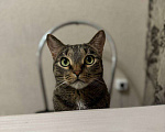 Кошки в Казани: Взрослый кот в добрые руки Мальчик, Бесплатно - фото 1