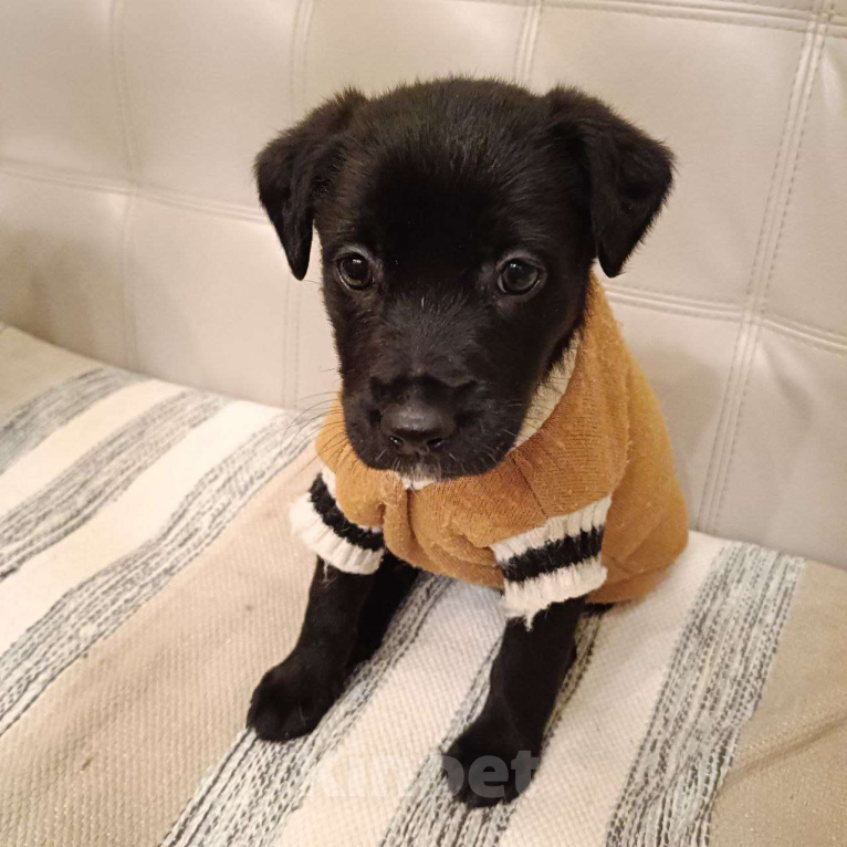 Собаки в Москве: Груня - покорительница сердец Девочка, Бесплатно - фото 5