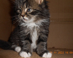 Кошки в Химках: Мейн-кун+британец котята бесплатно Мальчик, Бесплатно - фото 8
