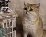 Кошки в Москве: Шотландский прямоухий короткошёрстный котёнок Девочка, 35 000 руб. - фото 5