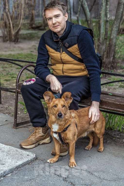 Собаки в Санкт-Петербурге: Красивый маленький воспитанный пёсик Мальчик, Бесплатно - фото 3