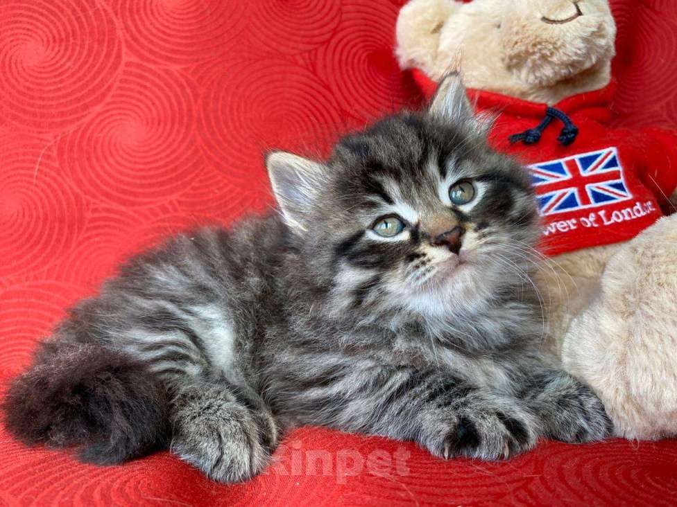 Кошки в Краснодаре: Котик лесного окраса Мальчик, 35 000 руб. - фото 6