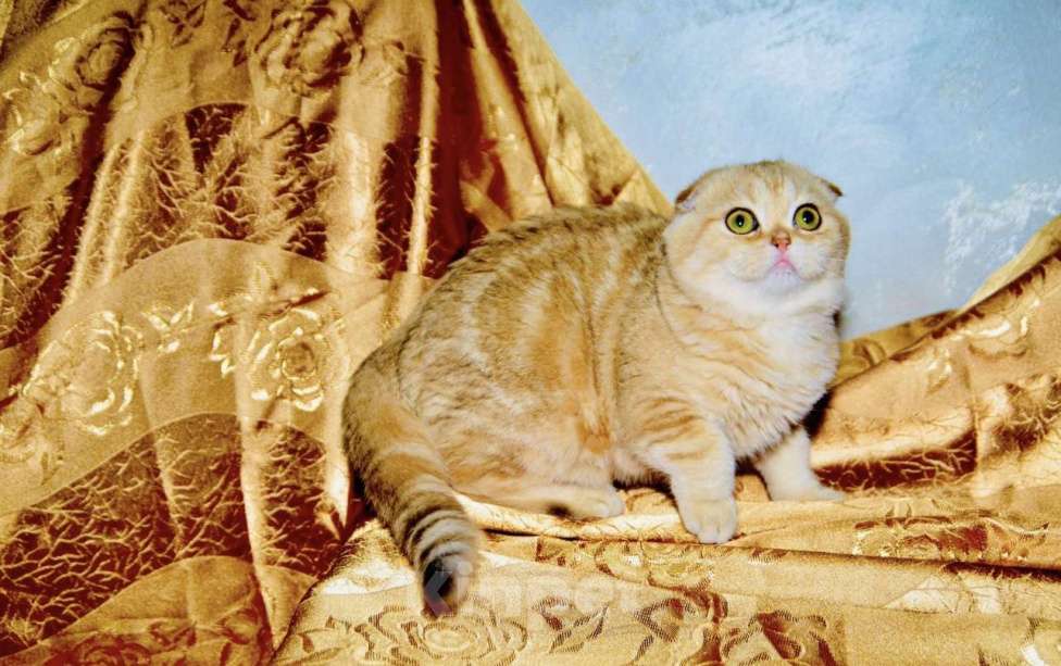 Кошки в Москве: Золотая мраморная шиншилла  Девочка, 40 000 руб. - фото 1