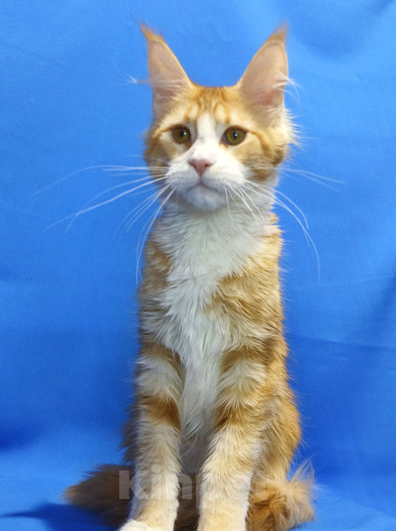 Кошки в Москве: Котенок Мейн-Кун Девочка Девочка, 45 000 руб. - фото 2