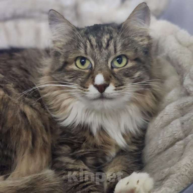 Кошки в Москве: Невероятно красивая пушистая Рыська ждет свою семью! Девочка, Бесплатно - фото 2