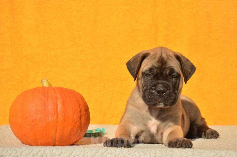 Собаки в Тобольске: Дети бульмастифа Девочка, 50 000 руб. - фото 3