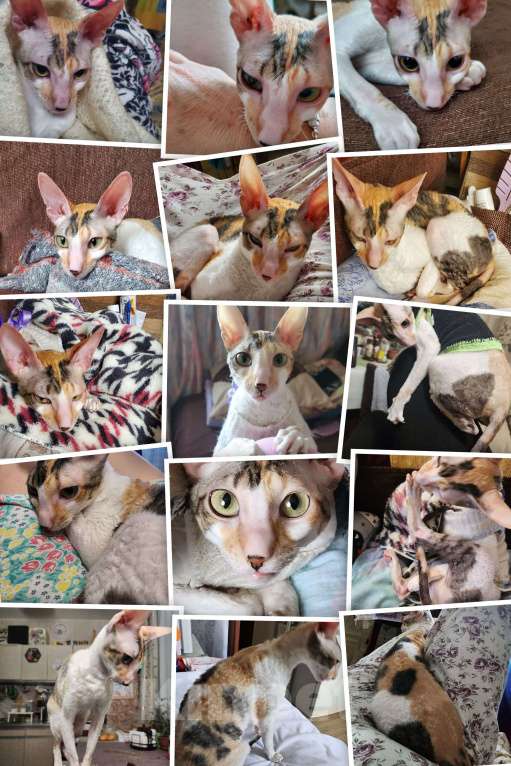 Кошки в Москве: Отдам породистую кошку в добрые заботливые руки Девочка, Бесплатно - фото 1