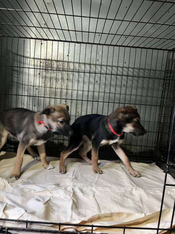 Собаки в Ногинске: Две сестрёнки ищут дом Девочка, Бесплатно - фото 4