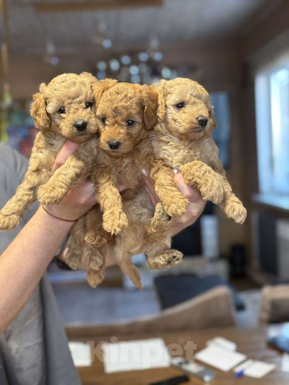 Собаки в Новосибирске: Щенок пуделя мальчик Мальчик, 60 000 руб. - фото 3