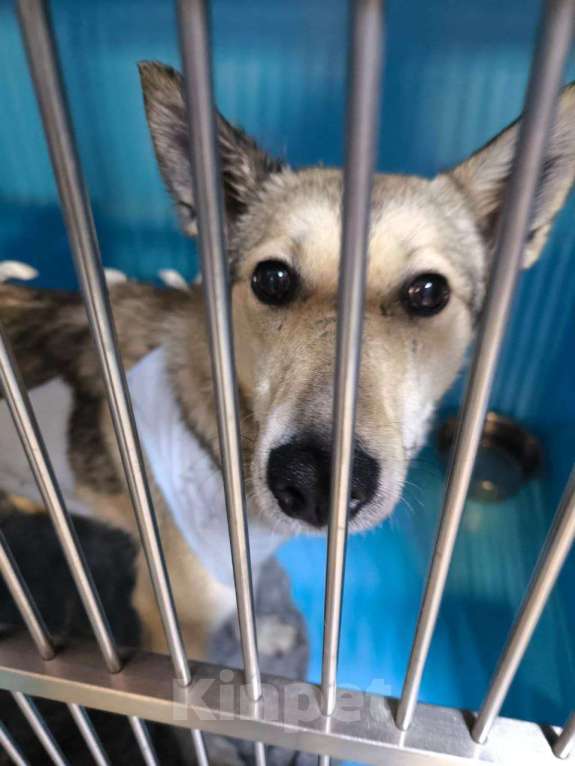 Собаки в Москве: Через 2 дня выпуск на улицу туда, где уже пропали 3 собаки Девочка, Бесплатно - фото 3