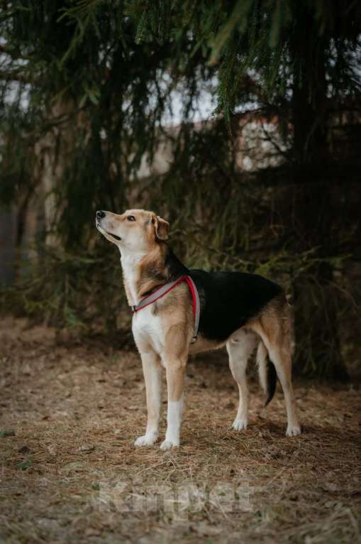 Собаки в Туле: Пес Рэй ищет дом! Мальчик, Бесплатно - фото 5