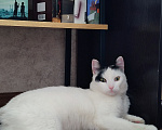 Кошки в Томске: Кот ищет дом Мальчик, Бесплатно - фото 3