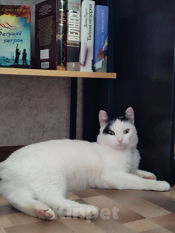 Кошки в Томске: Кот ищет дом Мальчик, Бесплатно - фото 3