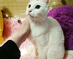 Кошки в Санкт-Петербурге: Белый кот 10мес. ищет дом  Мальчик, 200 руб. - фото 2