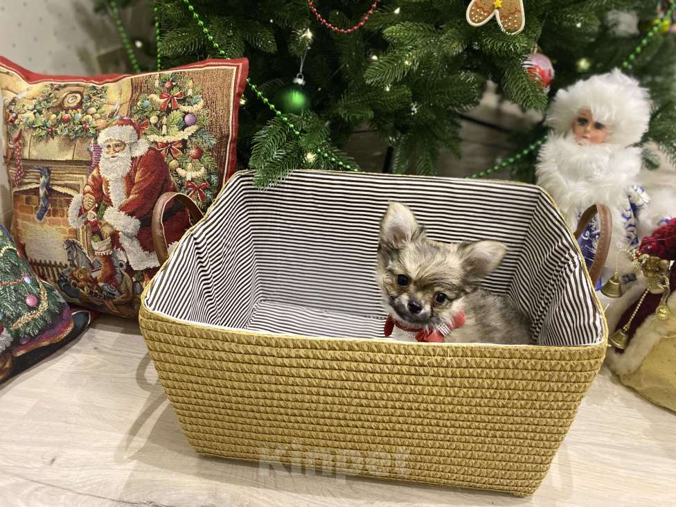 Собаки в Москве: Уэлси Фло Мальчик, Бесплатно - фото 3