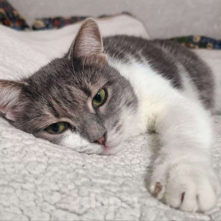 Кошки в Москве: Самая ласковая на свете кошечка. Почему же никто не замечает? Девочка, Бесплатно - фото 2