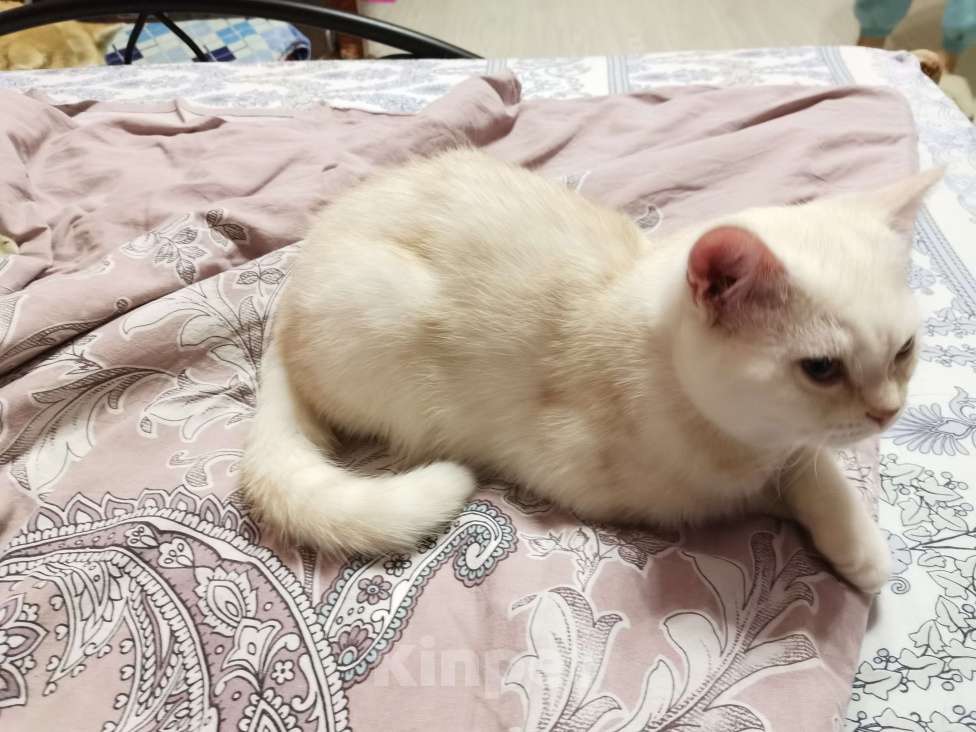 Кошки в Москве: Британские и Шотландские котята  Мальчик, 10 000 руб. - фото 2