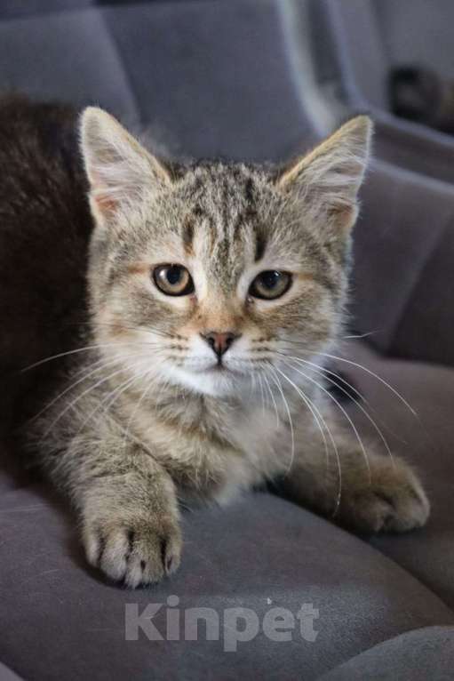 Кошки в Москве: А вот и Поли Девочка, Бесплатно - фото 3