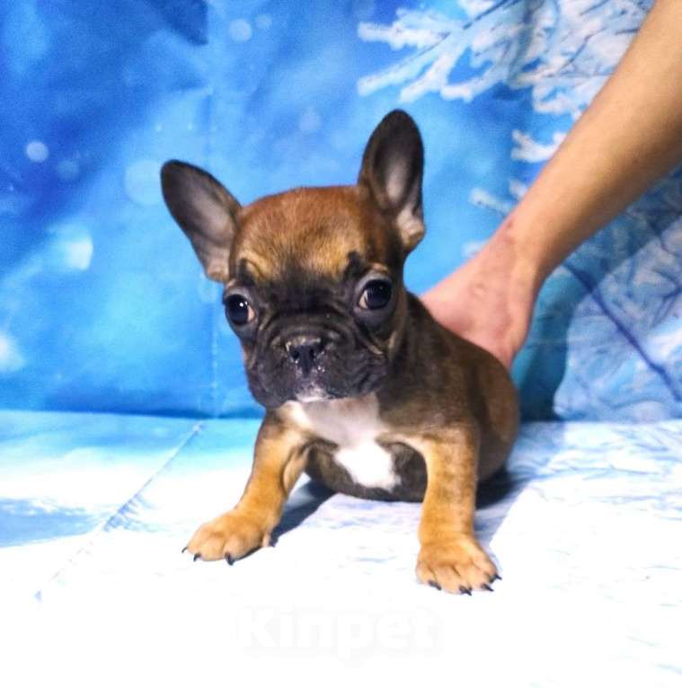 Собаки в Красноармейске: Щенки французкого бульдога Мальчик, 30 000 руб. - фото 7
