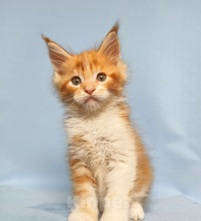 Кошки в Москве: Котята Мейн-Кун Мальчик Мальчик, 70 000 руб. - фото 6