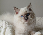 Кошки в Москве: Кошечка котенок рэгдолл Девочка, 65 000 руб. - фото 2