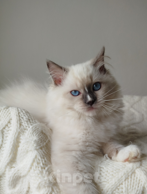 Кошки в Москве: Кошечка котенок рэгдолл Девочка, 65 000 руб. - фото 2