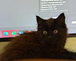 Кошки в Москве: Котенок девочка ищет семью Девочка, Бесплатно - фото 3