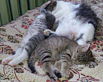 Кошки в Москве: Бенгальский котенок (метис) Лина, 10 месяцев, Бесплатно - фото 6