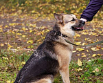 Собаки в Москве: Метис восточно-европейской овчарки Бакс ищет дом! Мальчик, Бесплатно - фото 4