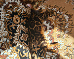 Кошки в Ельне: Вязка с бенгалом, 20 000 руб. - фото 4