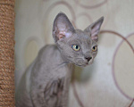 Кошки в Ливны: Котята Девон Рекс элитные, 20 000 руб. - фото 7