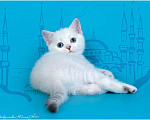 Кошки в Москве: Купить шотландскую кошку (скоттиш-страйт) в Москве star Мальчик, 35 000 руб. - фото 3