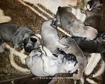 Собаки в Георгиевске: Щенки французского бульдога Мальчик, 14 000 руб. - фото 1