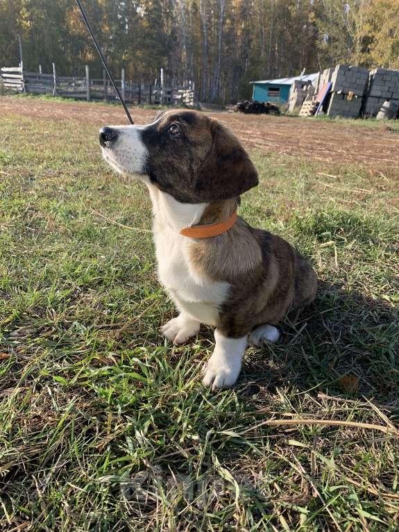 Собаки в Новосибирске: Вельш корги Мальчик, 30 000 руб. - фото 2