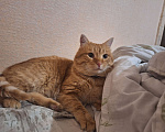 Кошки в других городах Крыма: Потерялся любимый рыжий котик! Мальчик, 5 000 руб. - фото 1