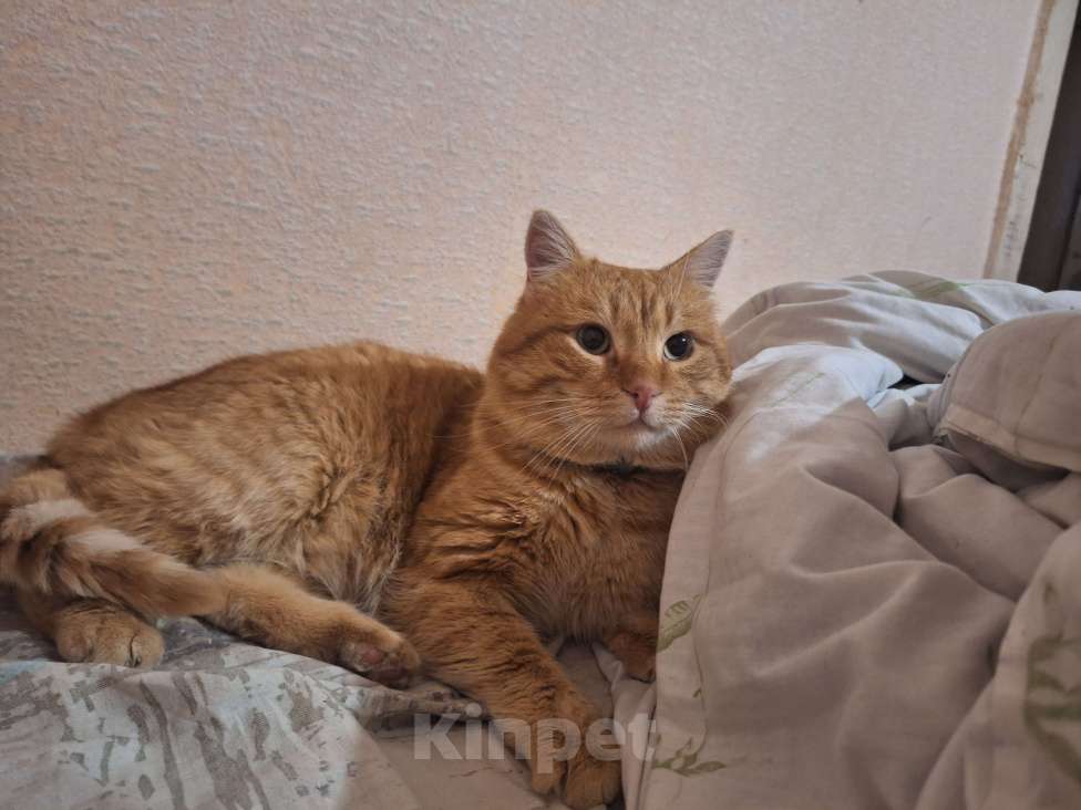 Кошки в других городах Крыма: Потерялся любимый рыжий котик! Мальчик, 5 000 руб. - фото 1