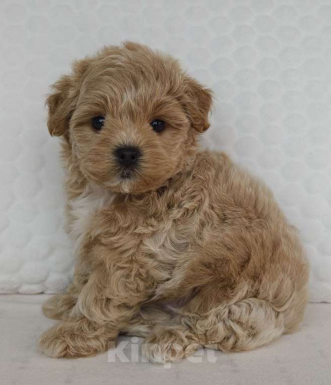 Собаки в Санкт-Петербурге: Щенки мальтипу f1 мини Мальчик, Бесплатно - фото 9