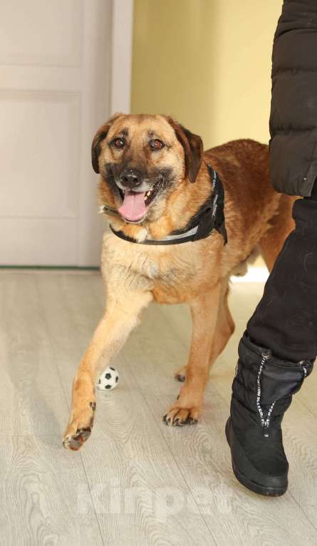 Собаки в Москве: Рыжий пёс Джабар в добрые руки Мальчик, Бесплатно - фото 2