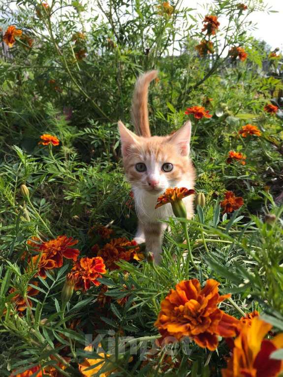 Кошки в Иркутске:  Котята в добрые руки, к лотку приучены Мальчик, Бесплатно - фото 6