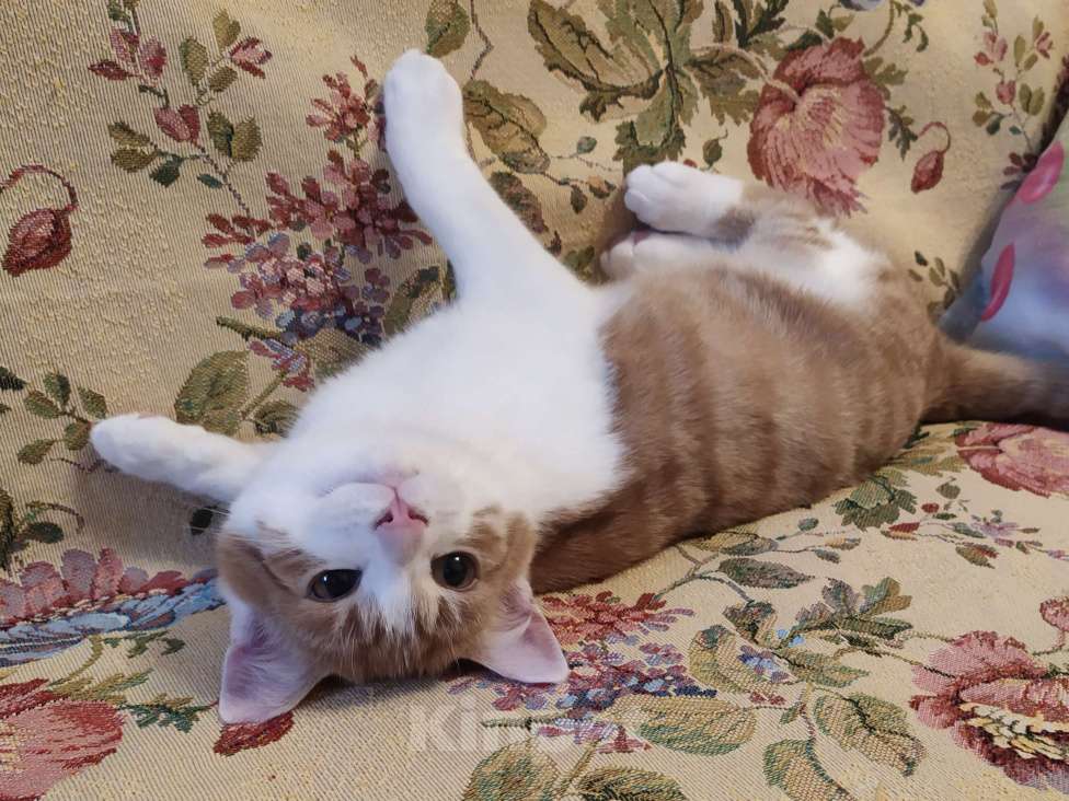 Кошки в Санкт-Петербурге: Ласковый  котëнок Степашка в добрые руки Мальчик, Бесплатно - фото 8