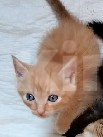 Кошки в Ленинске-Кузнецком: Котенок в добрые руки Мальчик, Бесплатно - фото 2